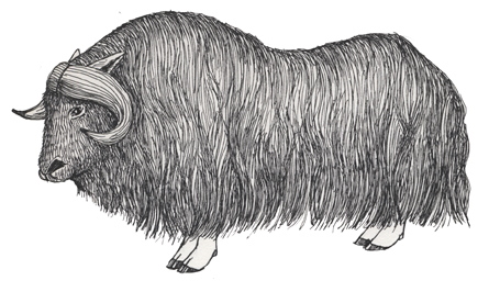 Musk ox
