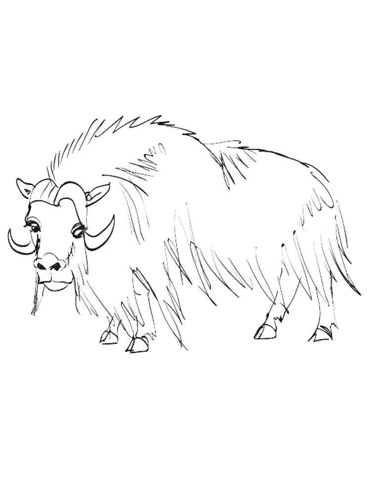 Musk ox coloring pages