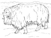 Musk ox ideas musk ox ox arctic animals