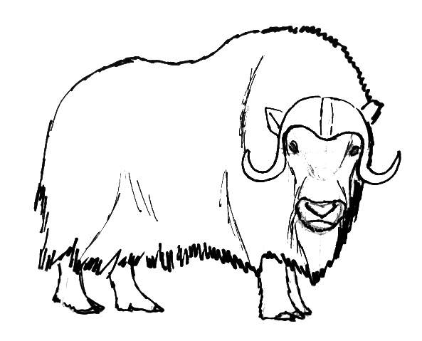 How to draw a musk ox tutorial