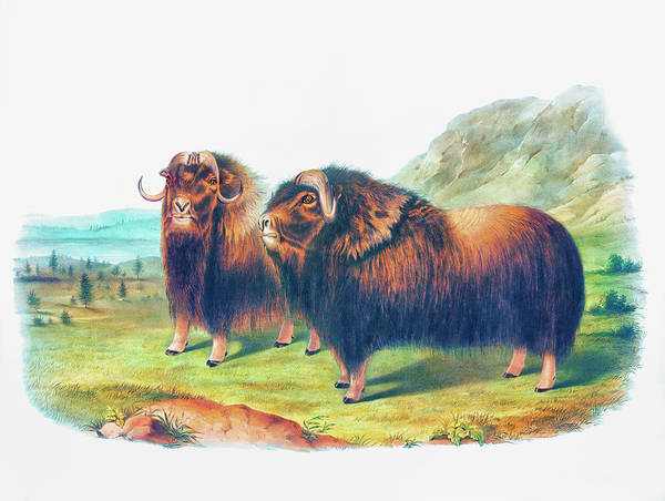 Musk ox art print by john woodhouse audubon