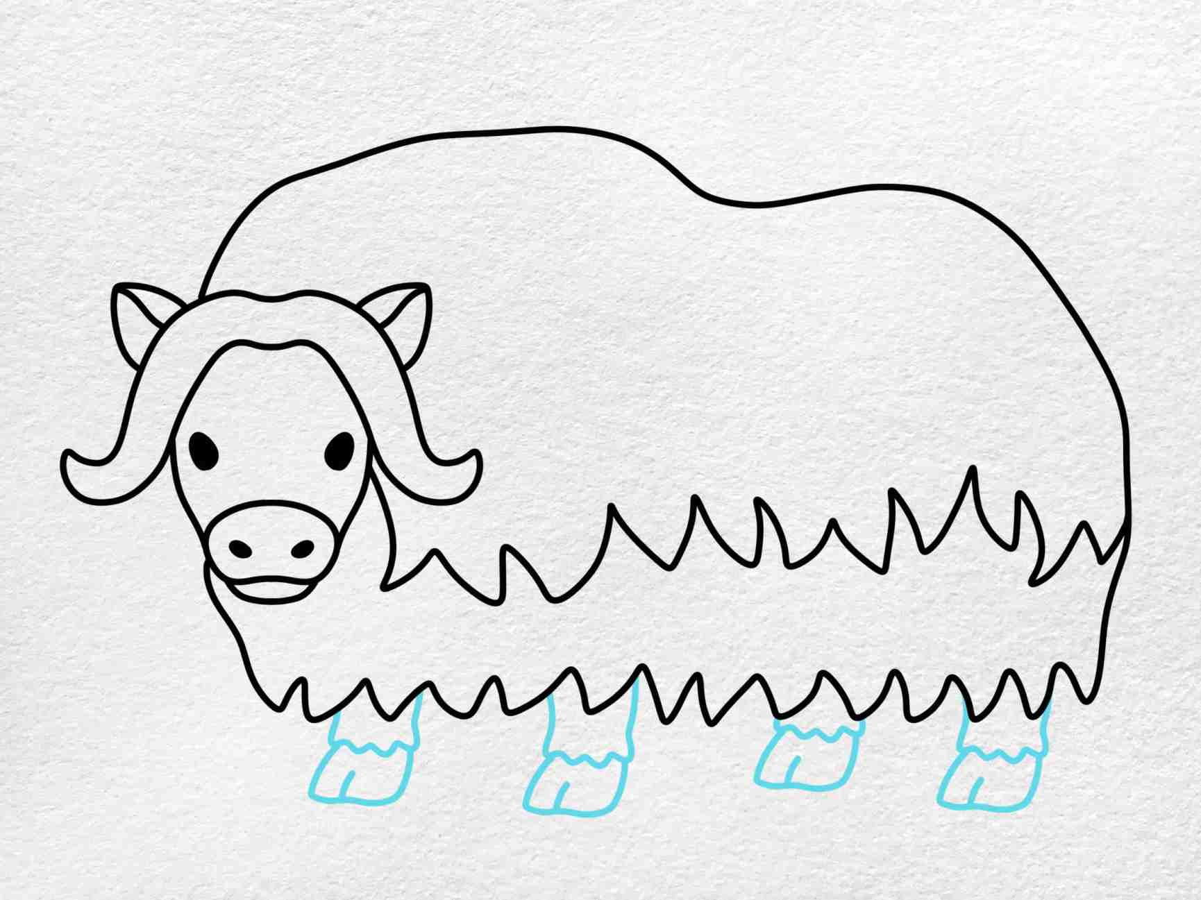 How to draw musk ox