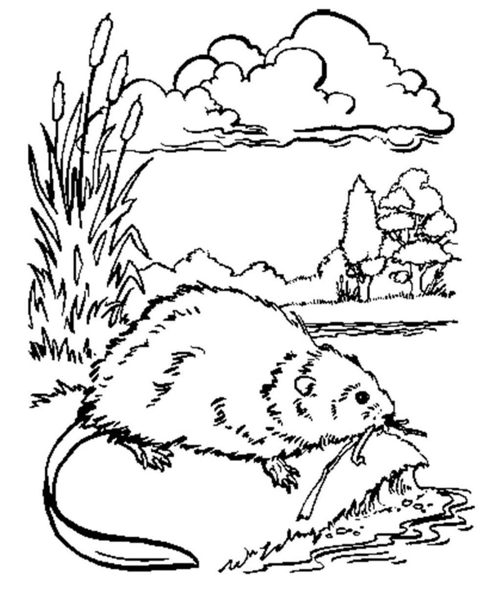 Kids page â mn trappers association