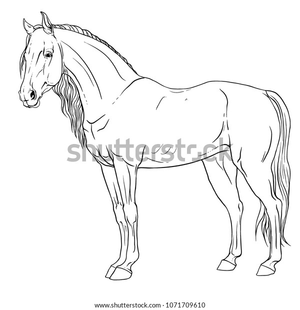Coloring page mustang horse stock vector royalty free