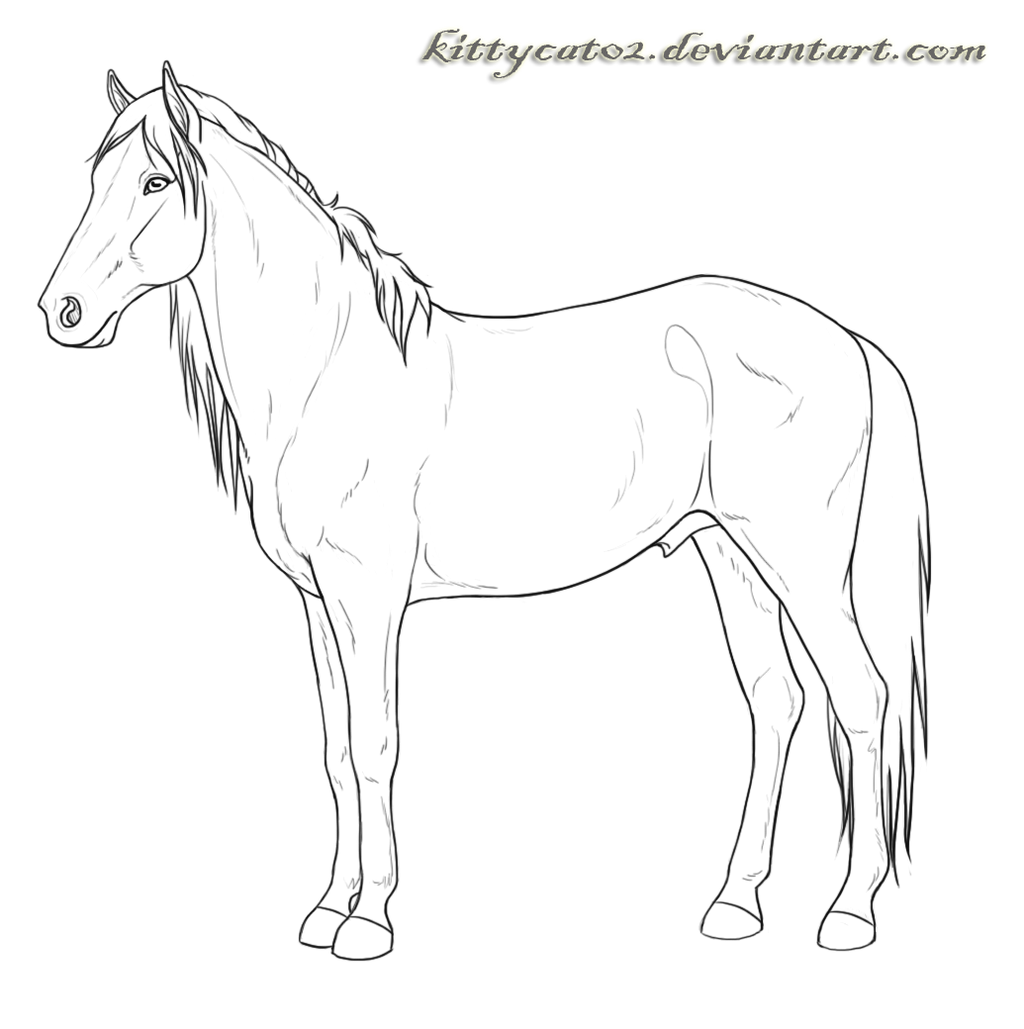 Spanish mustang stallion
