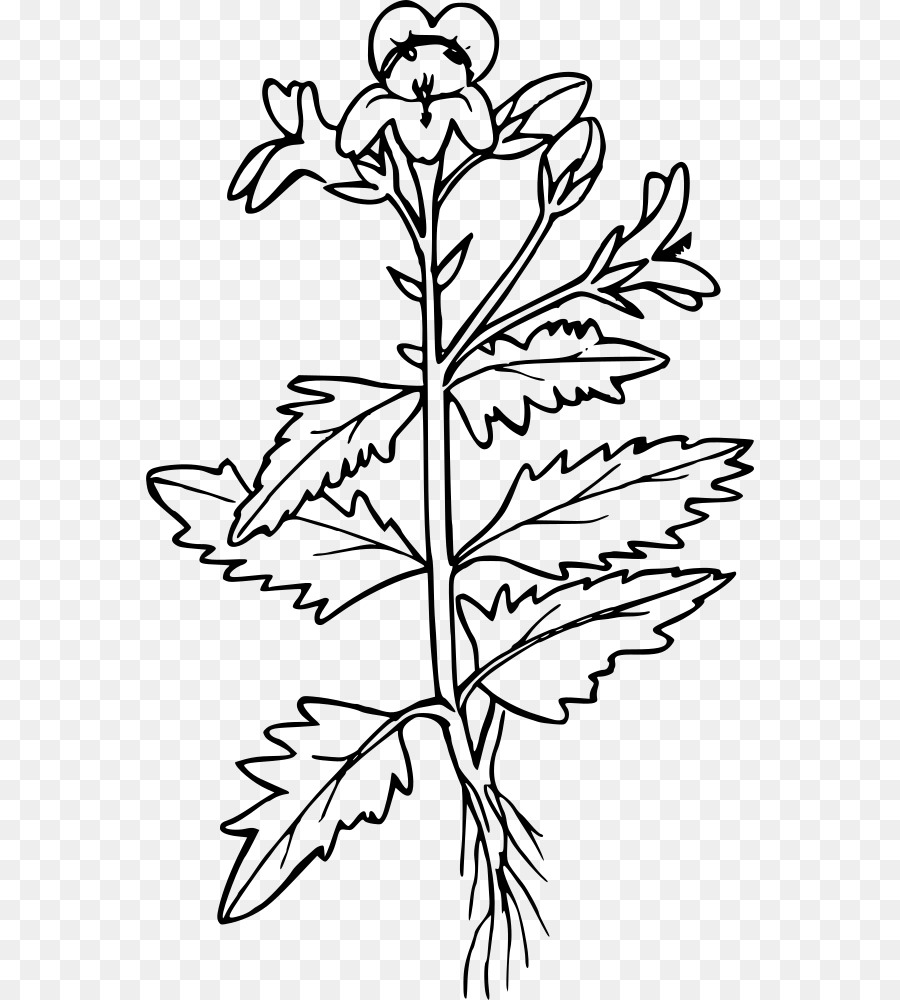 Black and white flower png download
