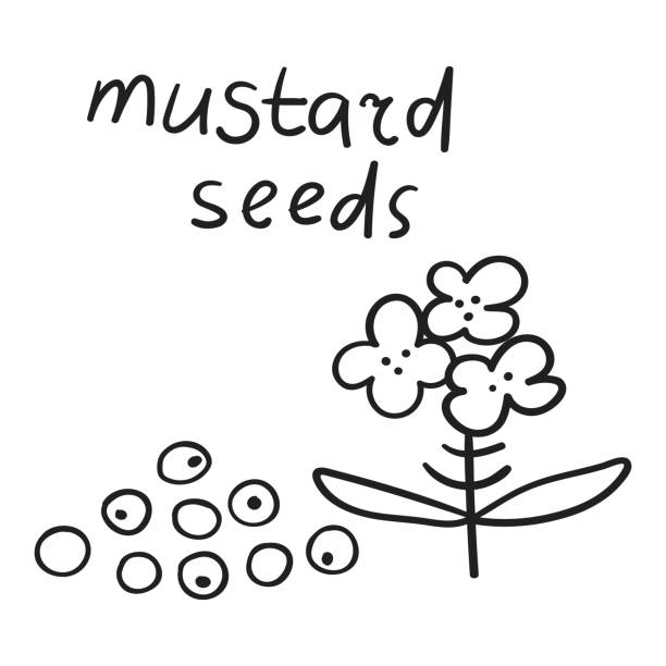Mustard seed symbol drawings stock illustrations royalty