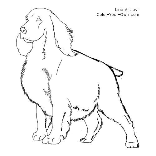 Springer spaniel coloring page