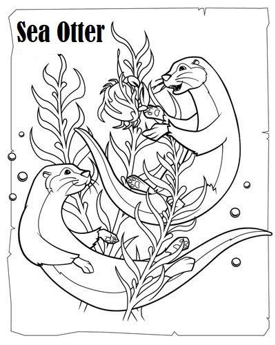 Otter carnivorous mammals coloring sheet animal coloring pages otters coloring pages