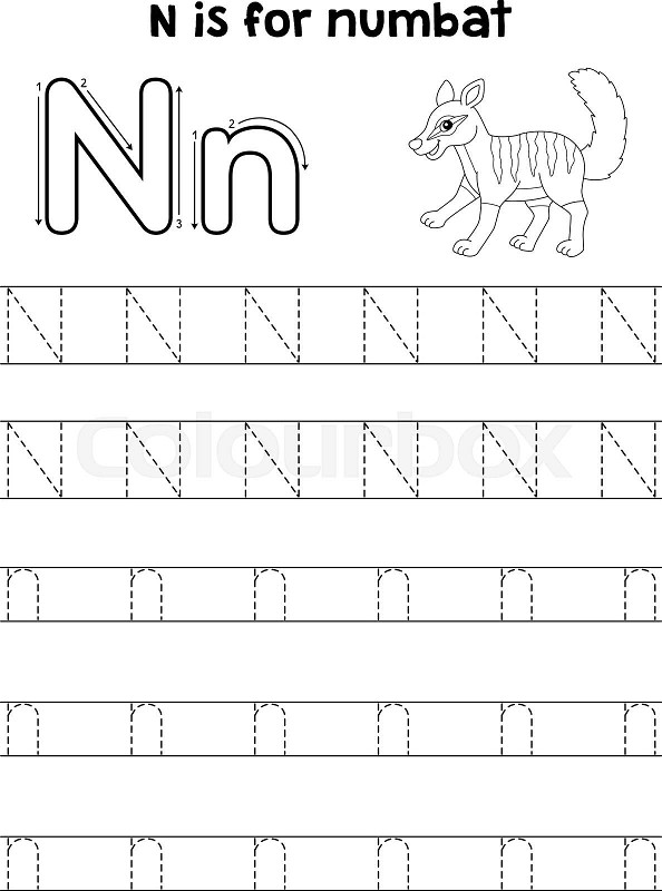 Numbat animal tracing letter abc coloring page n stock vector