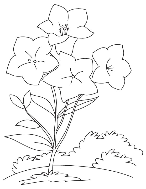 City of bellflower coloring page download free city of bellflower coloring page for kids best coloring pages
