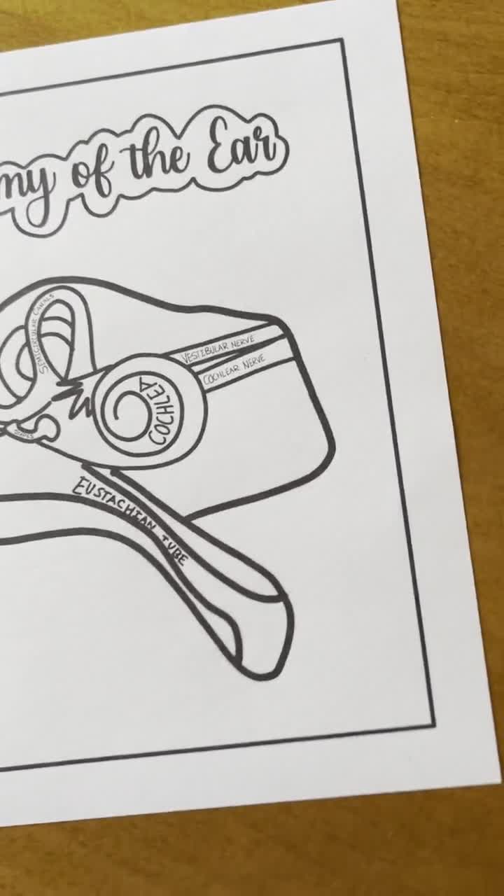 Ear anatomy coloring page