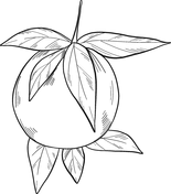 Oranges coloring pages free coloring pages
