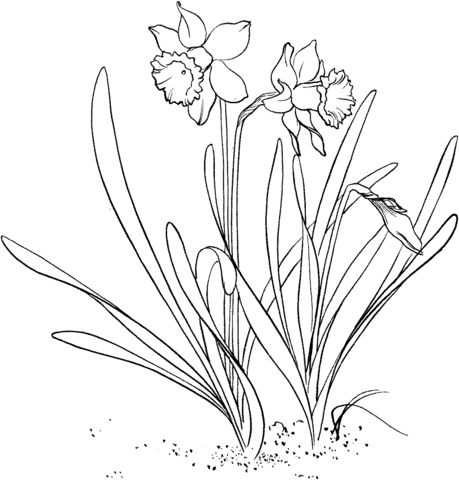 Narcissus pseudonarcissus or wild daffodil or lent lily coloring page free printable coloring pageâ flower coloring pages spring coloring pages coloring pages