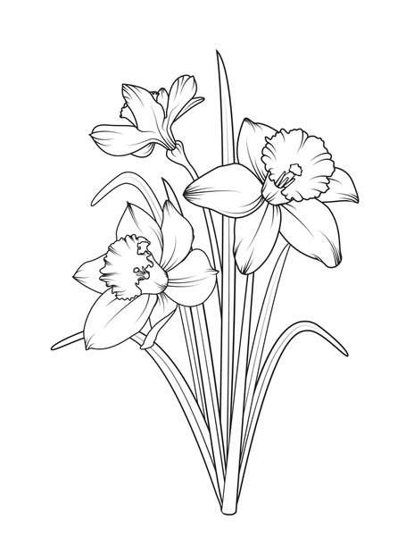 Black white outline daffodils royalty