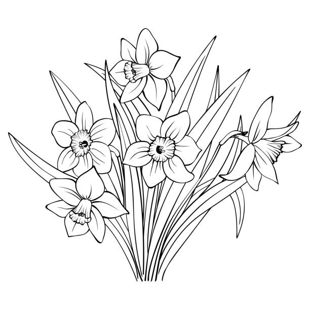 Bouquet of daffodils contour on white background outline hand drawing sketch of narcissus flowers vector illustration stock illustration