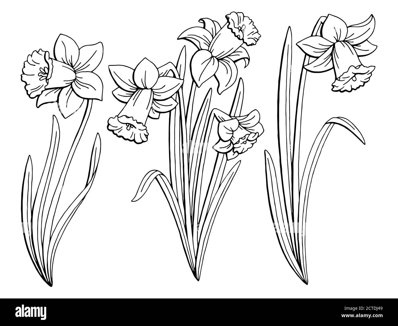 Hand narcissus black and white stock photos images