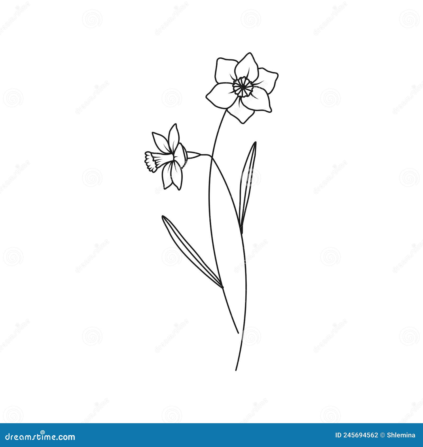 Narcissus december birth month flower illustration stock vector