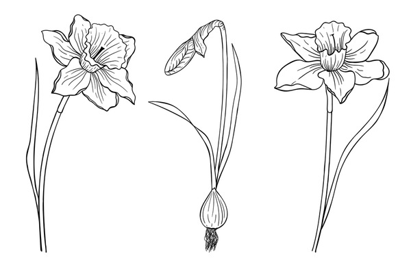 Daffodil tattoo royalty