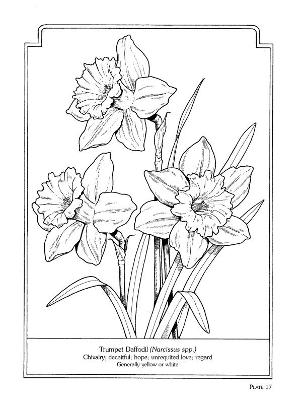 The language of flowers coloring book flower drawing flower coloring pages flower line drawings