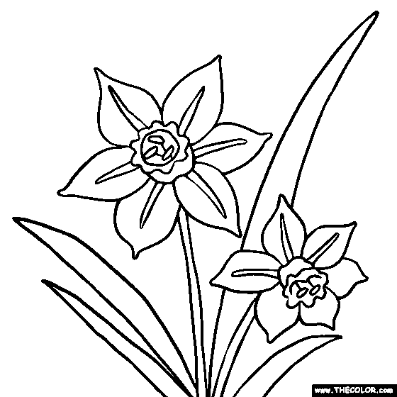 Narcissus or daffodil flower coloring page narcissus flower tattoos flower coloring pages daffodil flower
