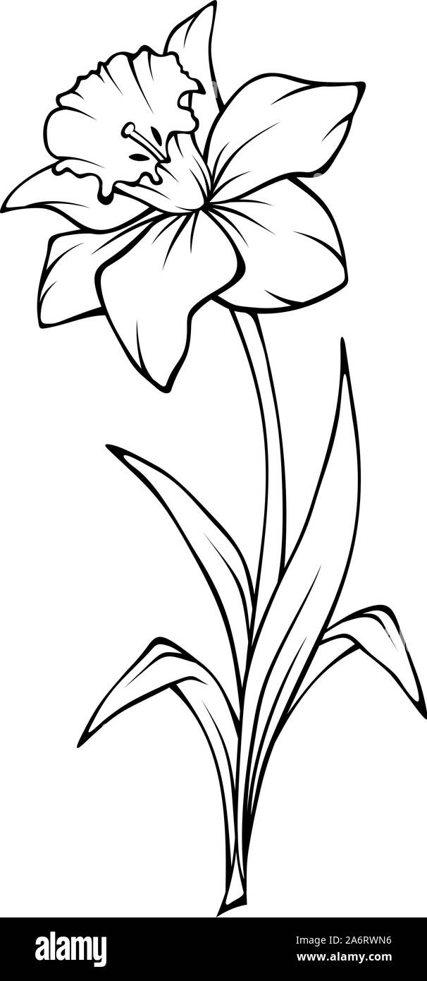 Narcissus flower black and white stock photos images