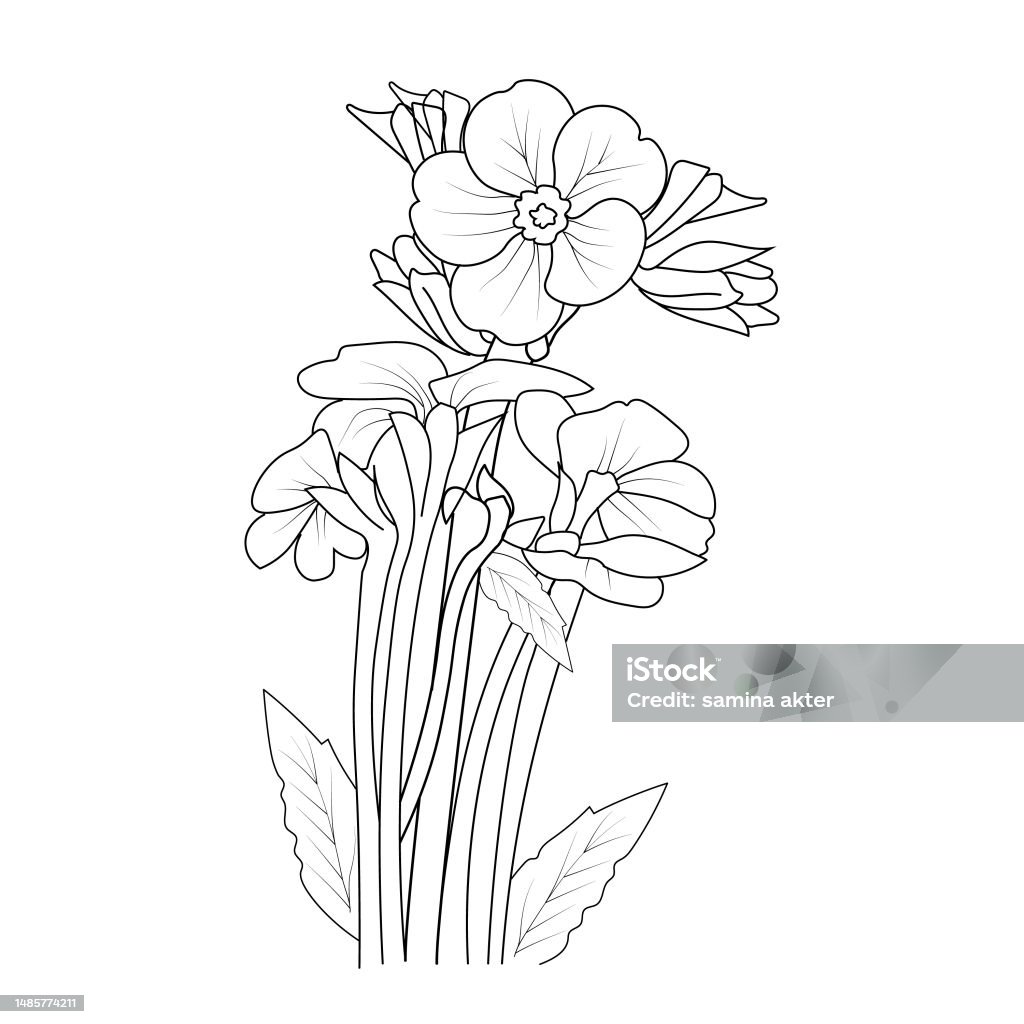 Primrose flower tattoo designs delicate primrose tattoo primrose flower coloring page evening primrose drawing illustration primrose drawing easy primrose flower drawing primrose line drawing wild primrose drawing stock illustration