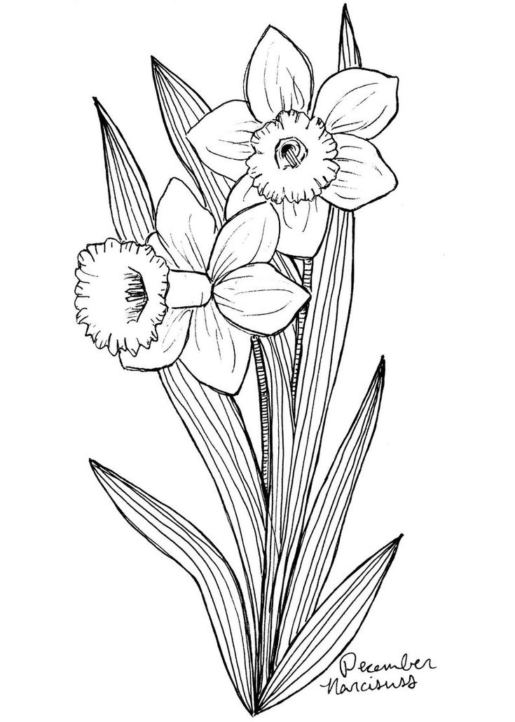 December narcissus art print birth flower print narcisuss wall art botanical art print december birthday gift flower wall art
