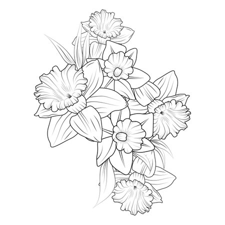 Daffodil tattoo black and white pencil daffodil drawing flowers coloring pages and book vector sketch of narcissus flower hand drawn daffodil flowers royalty free svg cliparts vectors and stock illustration image