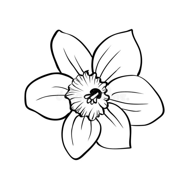 Narcissus flower isolated white background outline hand drawn sketch vector illustration naâ narcissus flower narcissus flower tattoos turtle tattoo designs