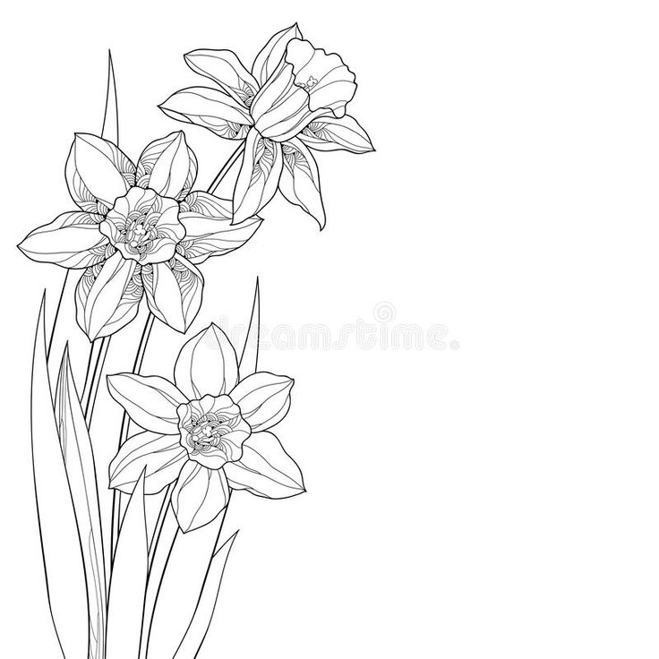 Vector corner bouquet with outline narcissus or daffodil flower and leaves in black isolated on â narcissus flower tattoos flower drawing december flower tattoo