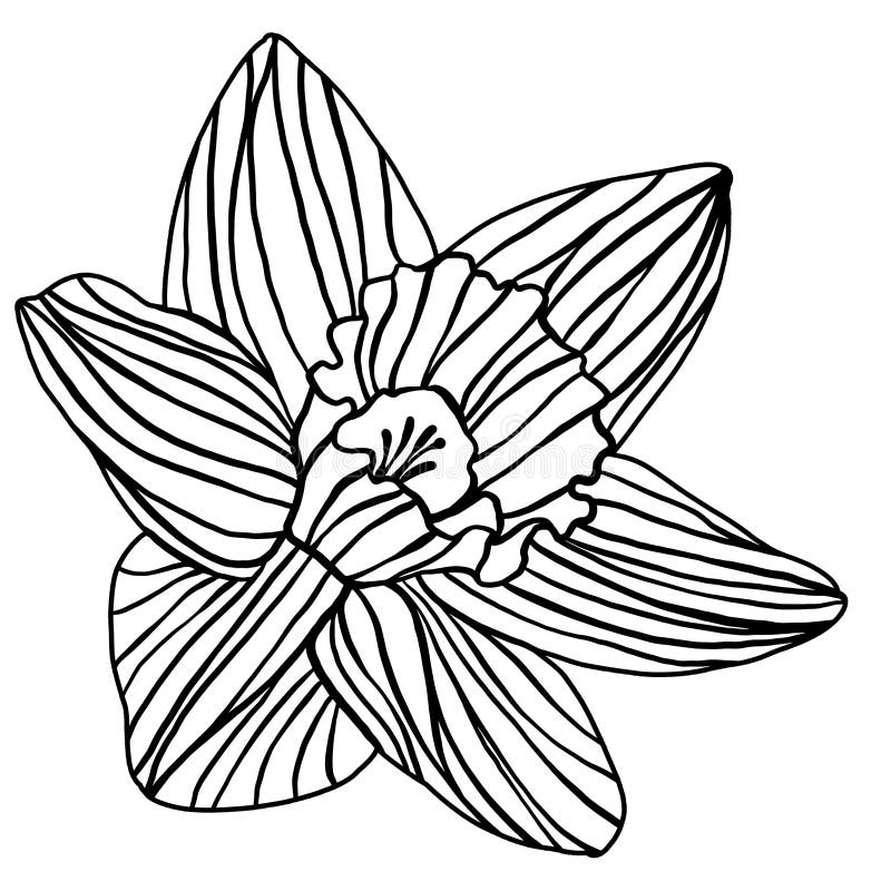 Daffodil doodle stock illustrations â daffodil doodle stock illustrations vectors clipart