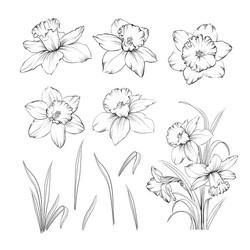Floral narcissus tattoo vector images over