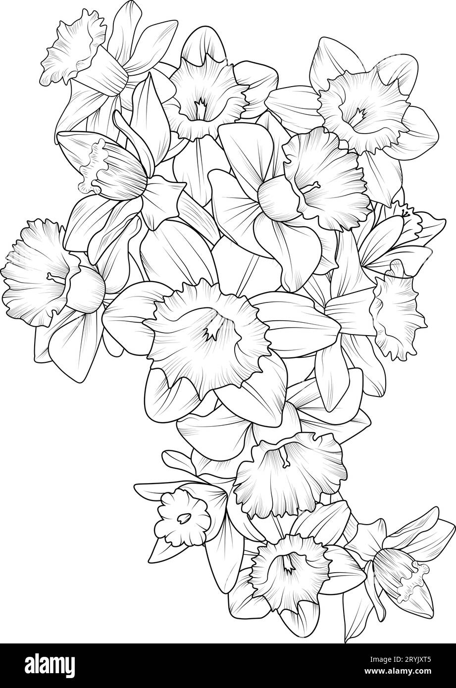 Daffodil narcissus yellow stock vector images