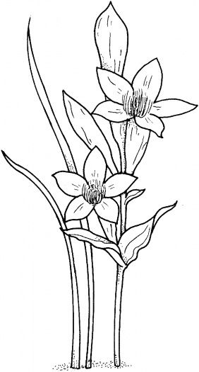 Narcissus coloring page super coloring flower drawing coloring pages leaf drawing
