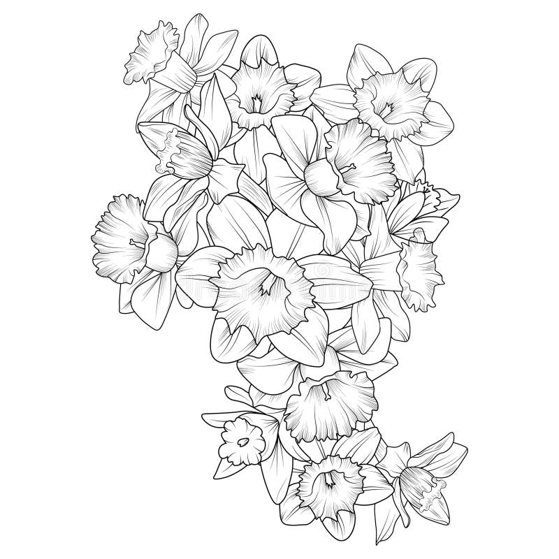 Coloring page vector sketch artistic simplicity doodle art easy yellow daffodil flower drawing daffodil flower tattoo drawings stock vector