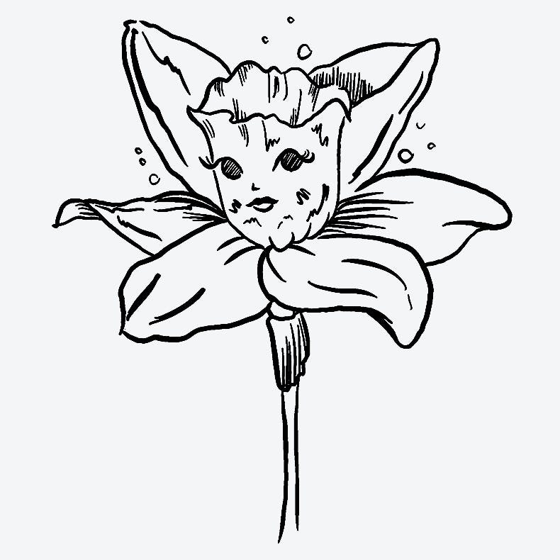 December narcissus semi