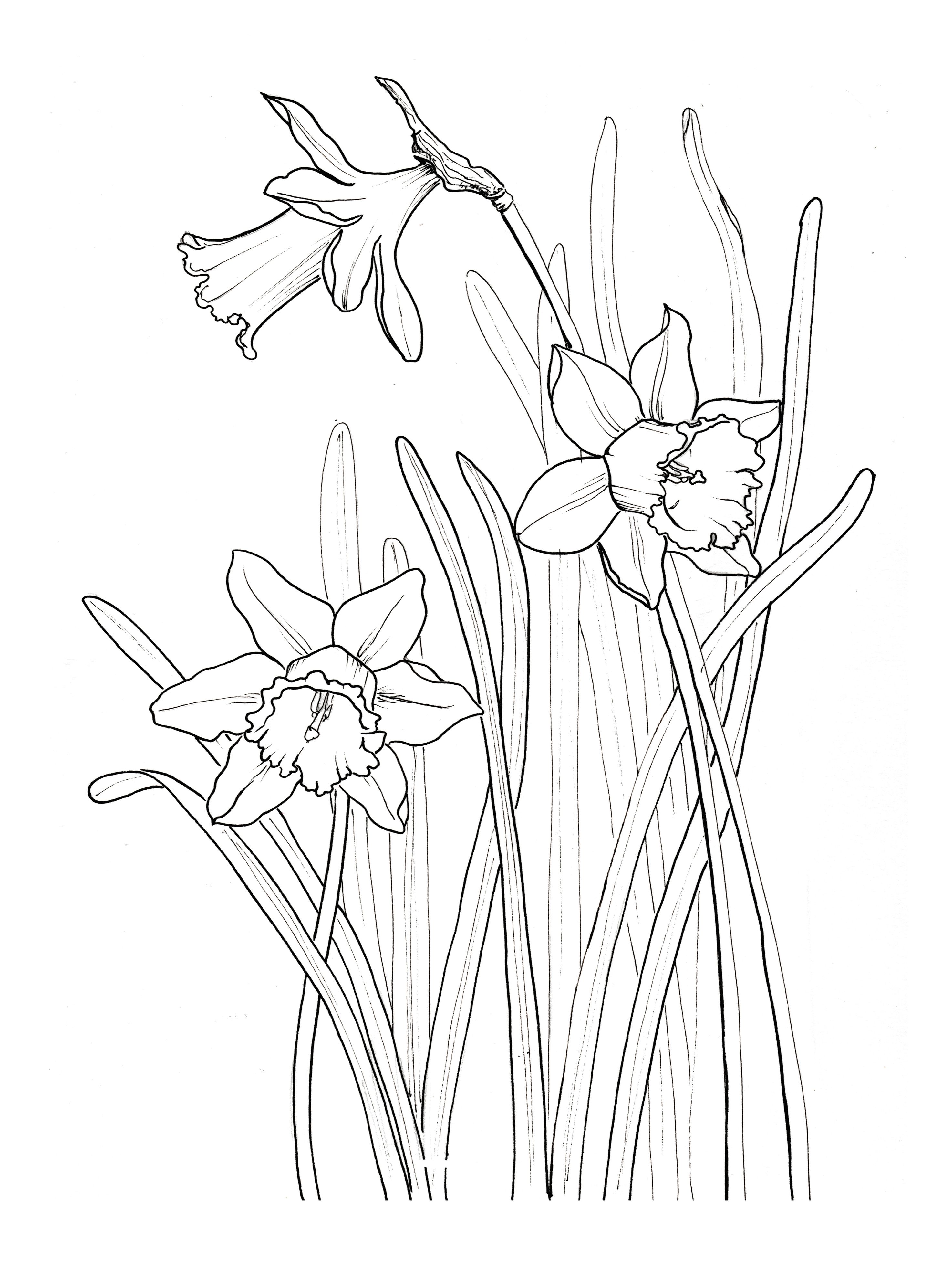 Narcissus flower page coloring paintings art prints abstract pencil drawings flower drawing
