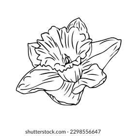 Narcissus flower hand drawn line art stock vector royalty free