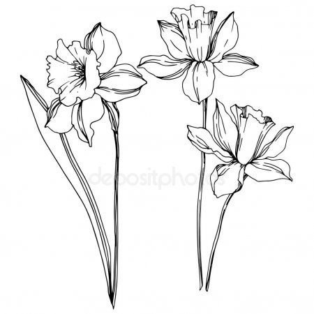 Vector narcissus floral botanical flowers black and white engraved ink art iso ad botanâ narcissus tattoo narcissus flower tattoos flower tattoo drawings