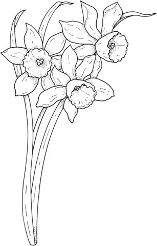 Spring narcissus coloring page free printable coloring pages flower coloring pages coloring pages coloring pictures