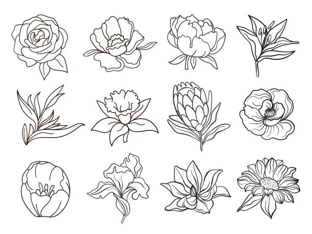 Vector one line black illustration graphics flowers set on white isolated background stock illustration