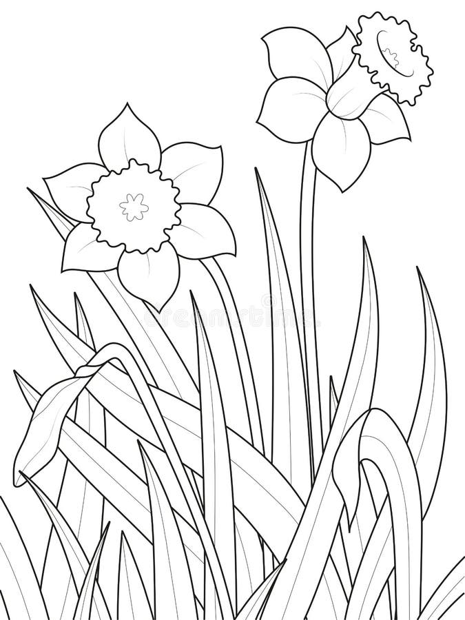 Narcissus coloring stock illustrations â narcissus coloring stock illustrations vectors clipart