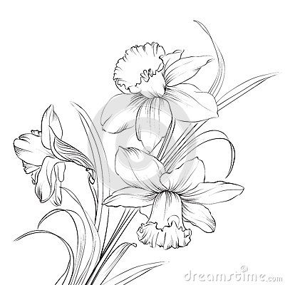 Images for narcissus flower drawing tattoo flower drawing flower line drawings daffodil tattoo