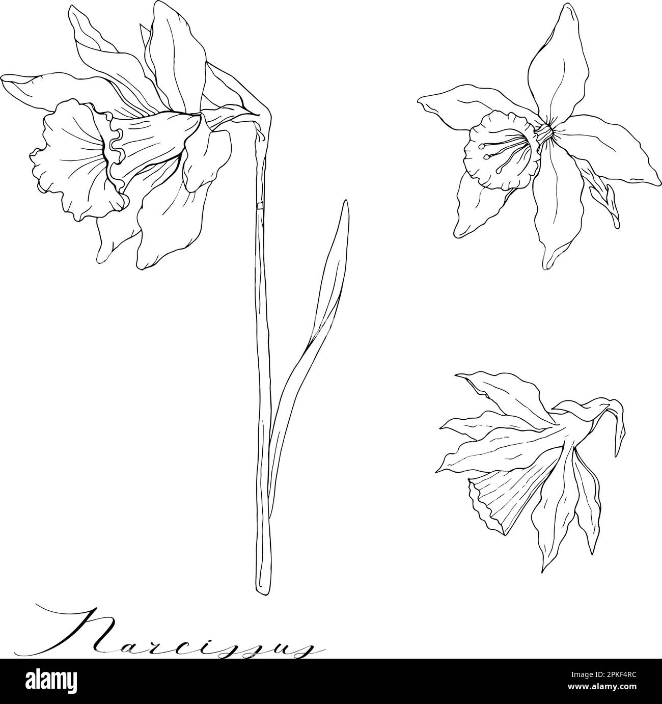 Hand narcissus black and white stock photos images