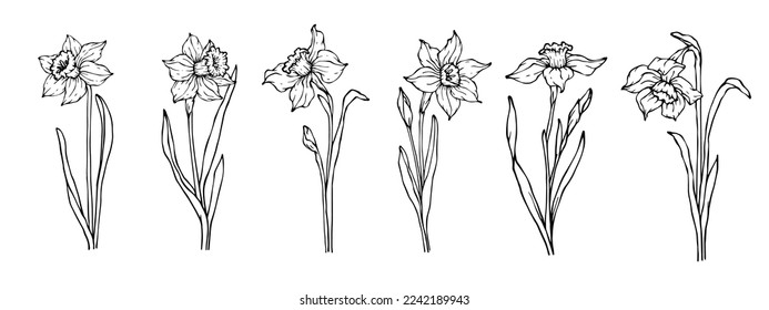 Daffodil tattoo royalty