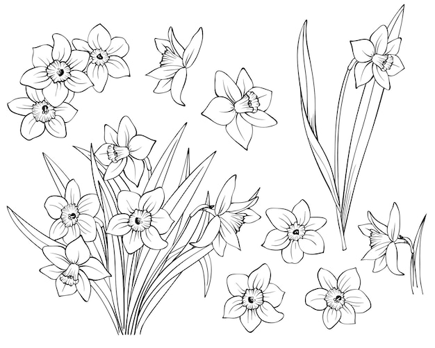 Narcissus flower drawing vectors illustrations for free download