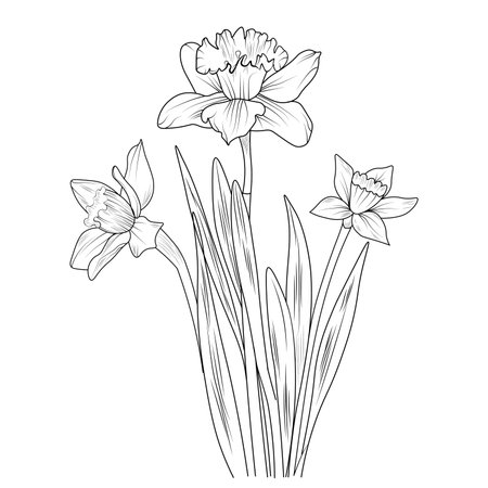 Daffodil outline stock vector illustration and royalty free daffodil outline clipart