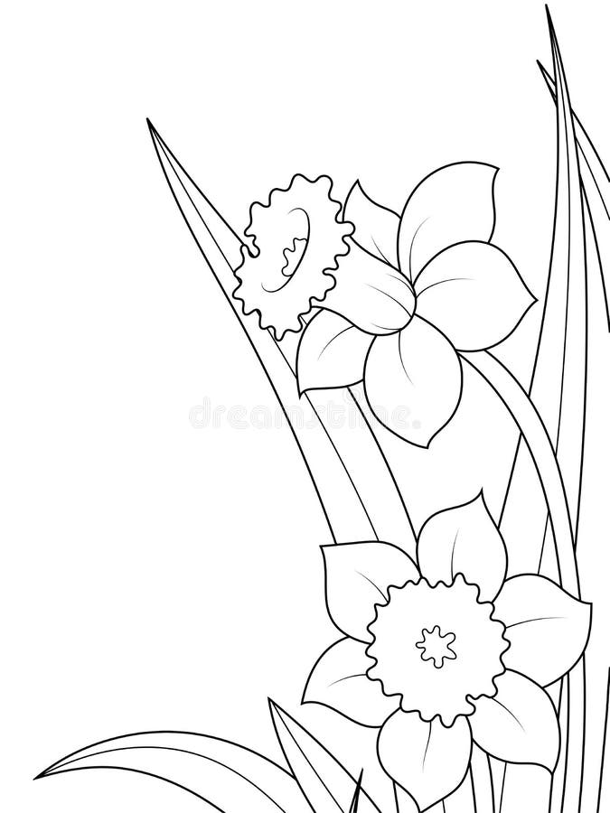 Narcissus coloring stock illustrations â narcissus coloring stock illustrations vectors clipart