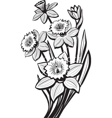Sketch of narcissus flowers vector image on vectorstock narcissus flower tattoos flower tattoo narcissus tattoo
